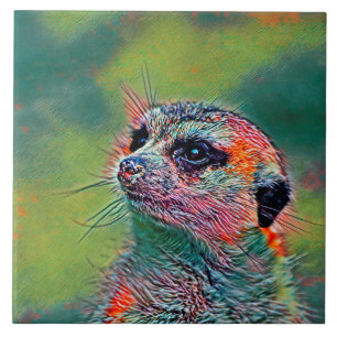 AnimalMix_Meerkat_009
