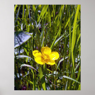 Anime-se com a Poster do copo-de-manteiga