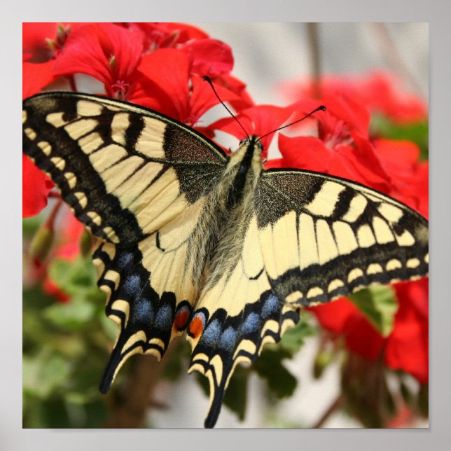 Anise Swallowtail Poster Print (Frente)
