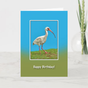 Aniversário, Cartão de Pássaro Ibis Branco
