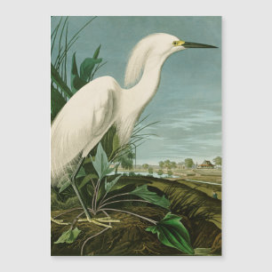Aniversário de Ave-de-Egrete Branca de Audubon Sno