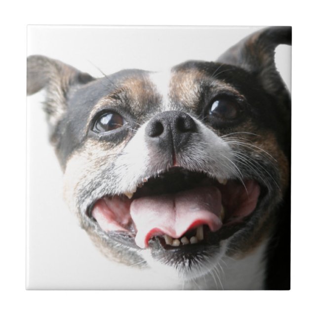 Anjo de um Doggy da vira-lata - raça misturada - (Frente)