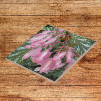 Anjo Rosa Wing Begonia Floral
