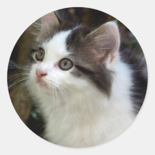 Anjos com etiquetas das suiças (gatinho)