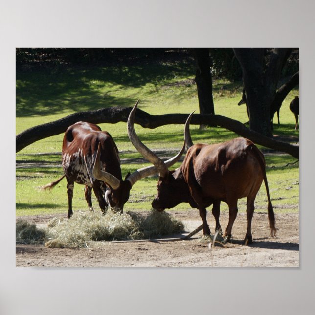 Ankole Cattle nº 2 Poster (Frente)