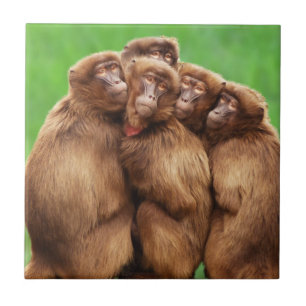 Ano do azulejo do macaco do fogo