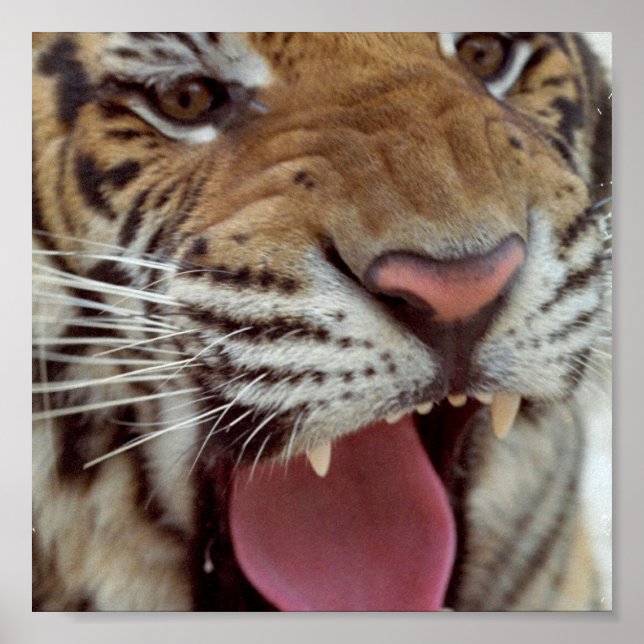 Ano do Poster de Tiger (Frente)