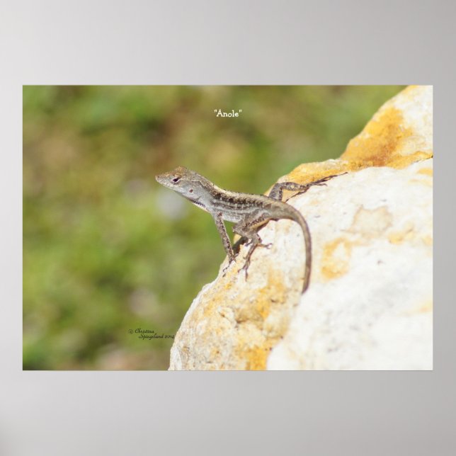 Anole Lizard Rock Poster ou Impressão (Frente)