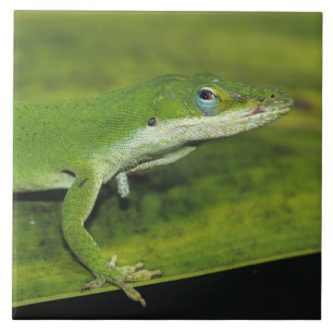 Anole Verde, Anolis carolinensis, adulto na palma