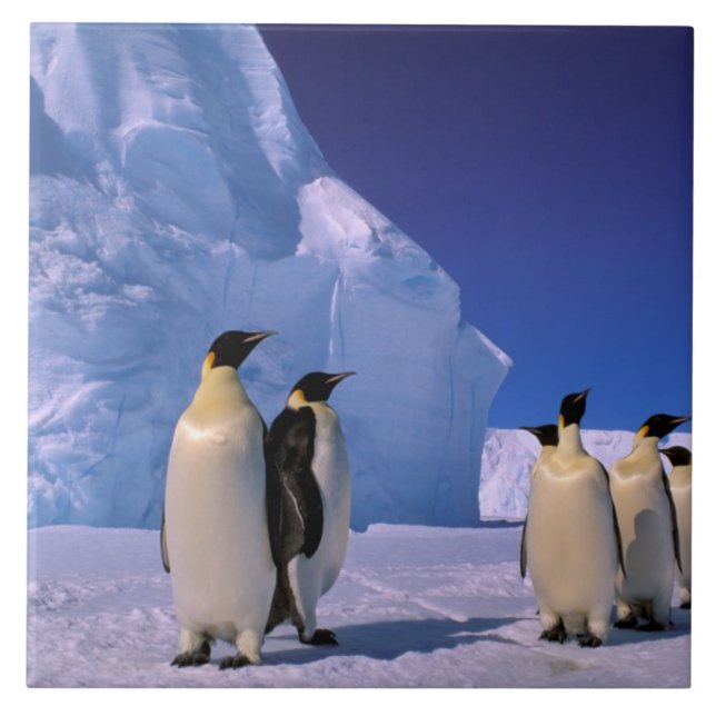 Antártica, Território Antártico Australiano, 7 (Frente)