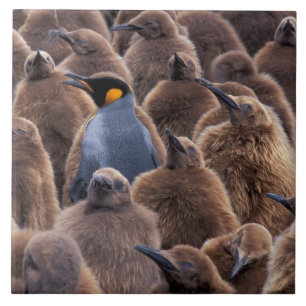 Antártida, Ilha Geórgia do Sul, pinguins-imperador