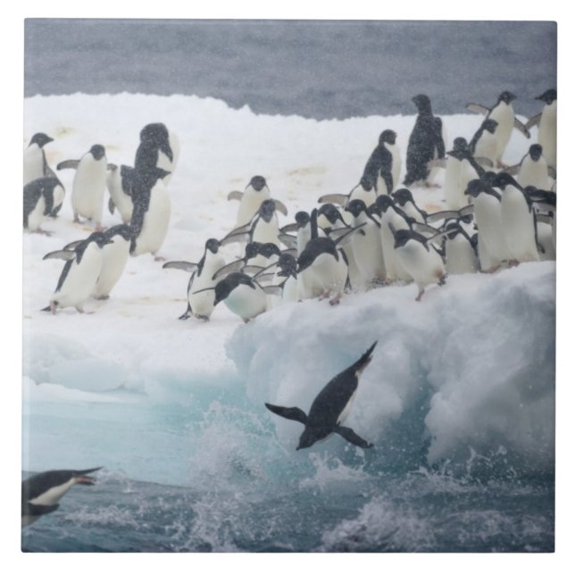Antártida, Ilha Paulet. Pinguins Adelie (Frente)