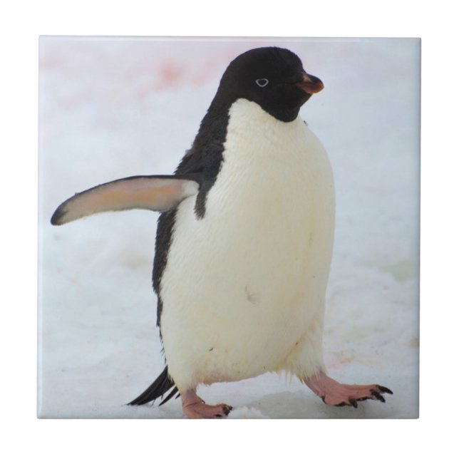 Antártida. Ilha Petermann. Pinguim Adelie (Frente)