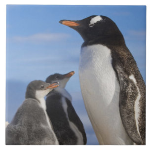 Antártida, Neko Cove (Porto). Pinguim-de-gentes 2