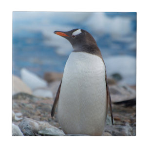 Antártida. Neko Harbor. Pinguim-gentoo
