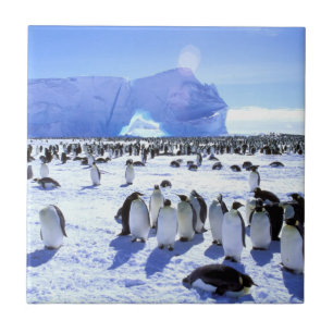 Antártida, Península Antártica, Mar de Weddell 5