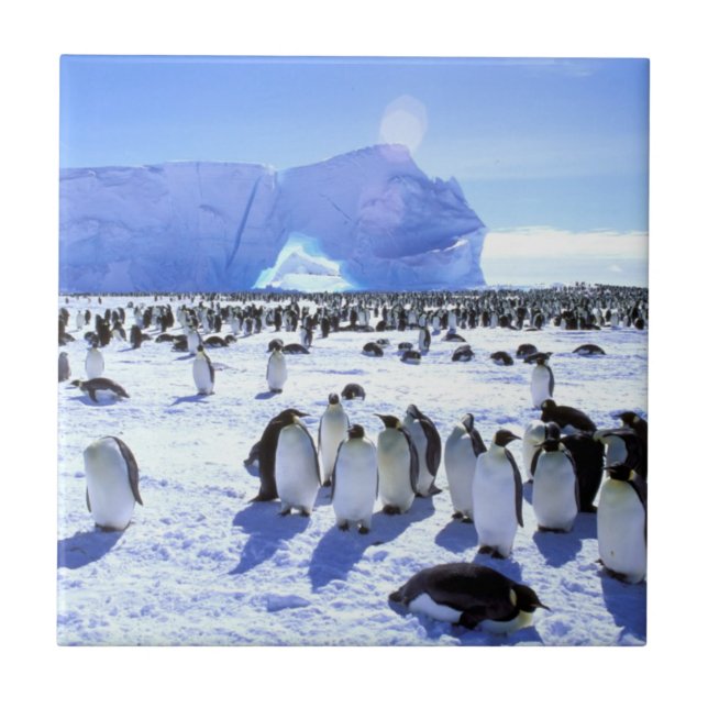 Antártida, Península Antártica, Mar de Weddell 5 (Frente)