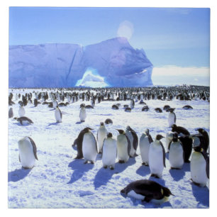 Antártida, Península Antártica, Mar de Weddell, 5
