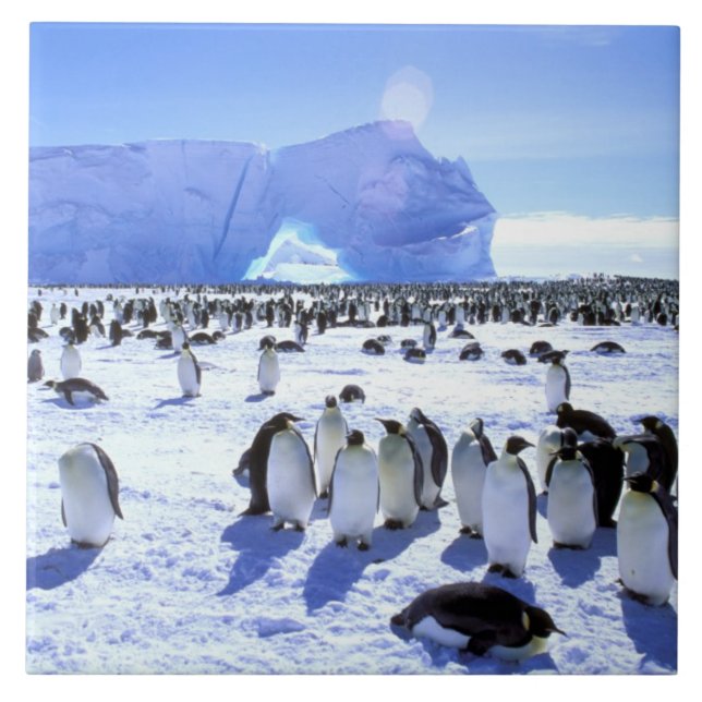 Antártida, Península Antártica, Mar de Weddell, 5 (Frente)