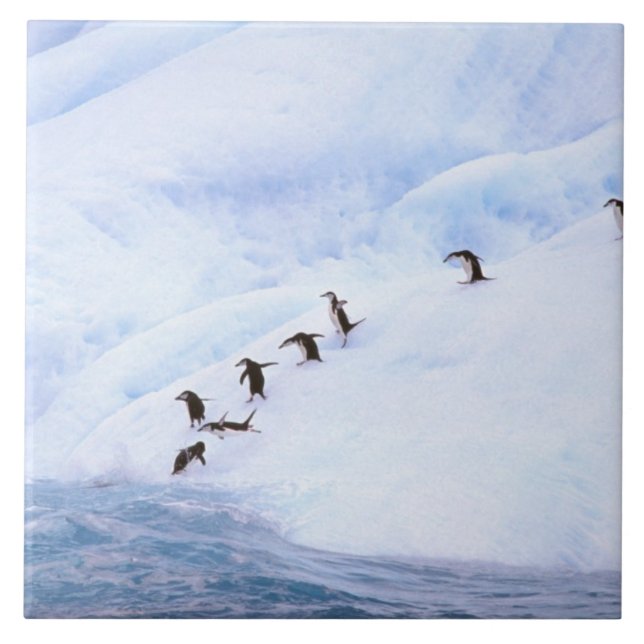 Antártida, Península Antártica. Pinguim-de-barbich (Frente)