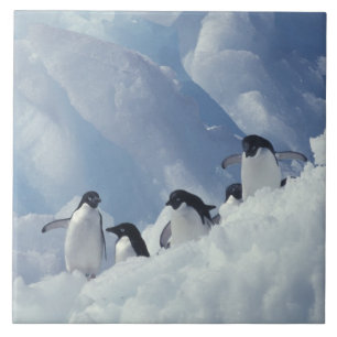 Antártida. Pinguins-de-adélia
