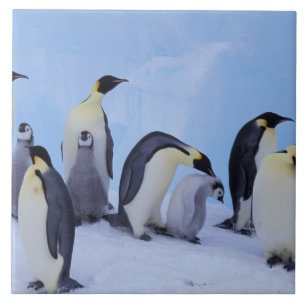 Antártida, Pinguins Imperadores