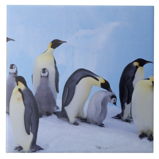 Antártida, Pinguins Imperadores (Frente)