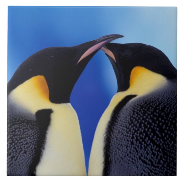 Antártida, Pinguins Imperadores (Frente)