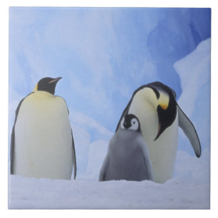 Antártida. Pinguins-imperadores e filhote