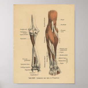 Antebraço do impressão da anatomia do alemão do