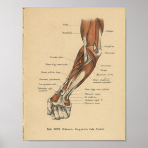Antebraço do impressão da anatomia do alemão do