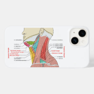 Anterior Triângulo Posterior Anatomia do pescoço M