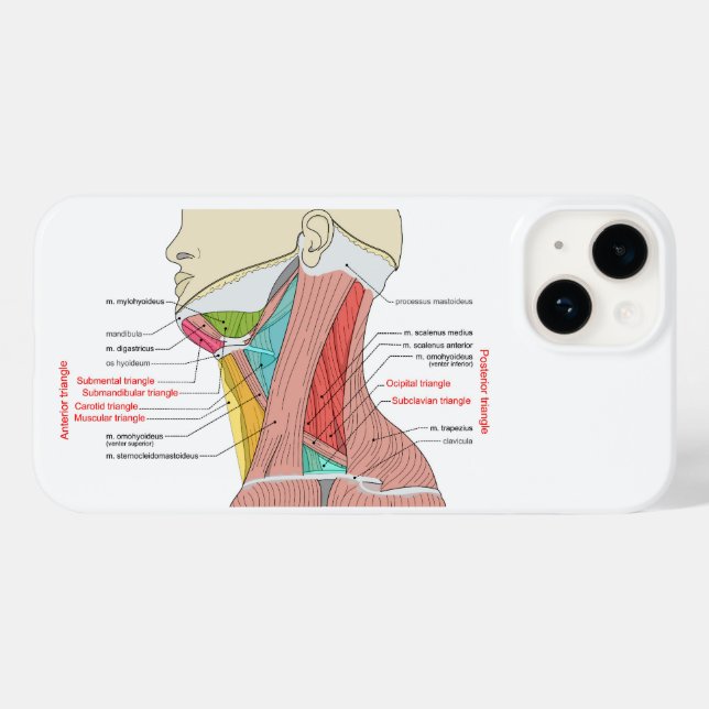 Anterior Triângulo Posterior Anatomia do pescoço M (Verso (horizontal))