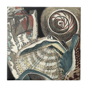 Anthologia Seashell