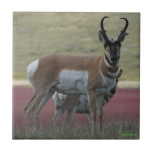 Antilope Americano