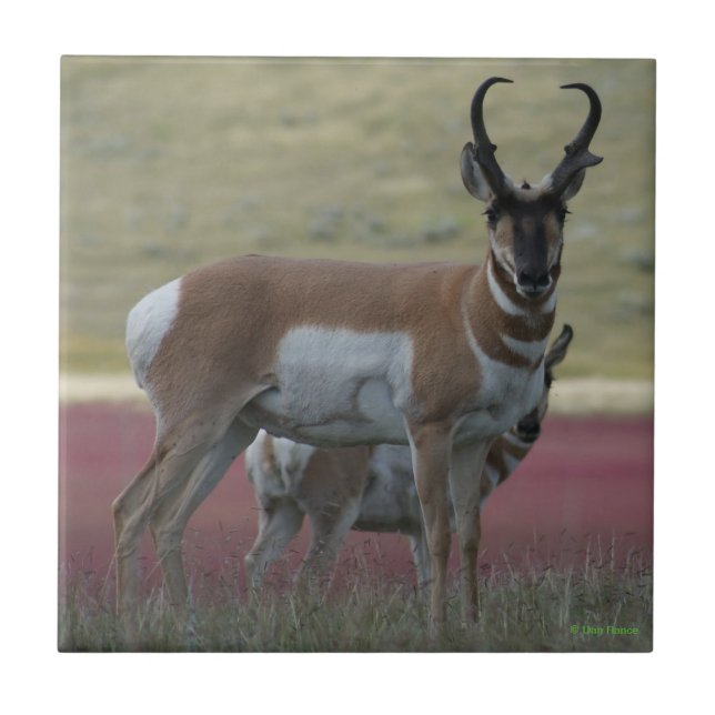 Antilope Americano (Frente)