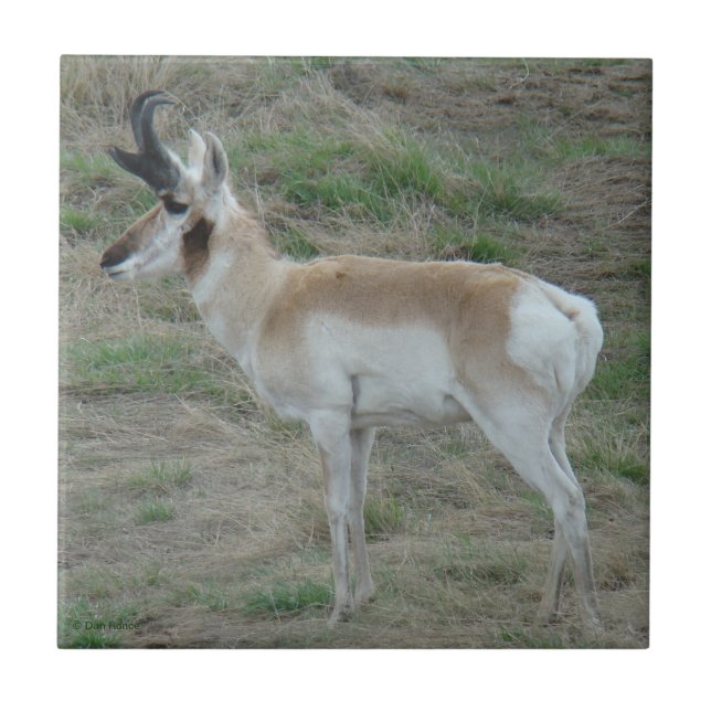 Antílope americano A26 (Frente)