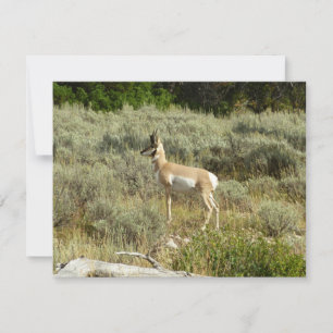 Antílope americano no Parque Nacional Grand Teton
