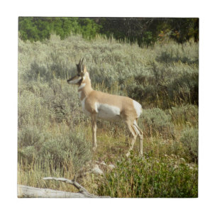 Antílope americano no Parque Nacional Grand Teton