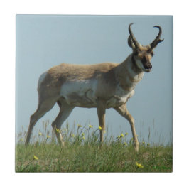 Antílope de A10 Pronghorn e Wildflowers amarelos