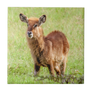 Antílope novo Waterbuck das imagens   Brown de