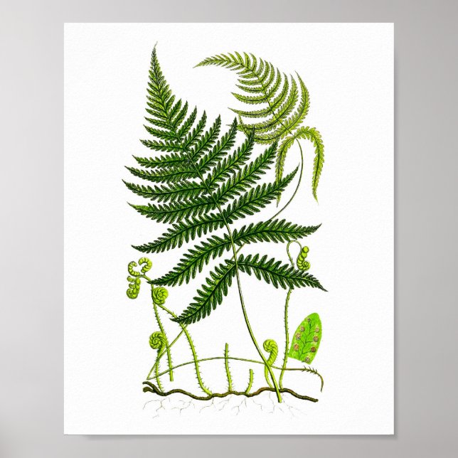 Antique Fern Impressão nº 9 Natureza Verde Arte Bo (Frente)