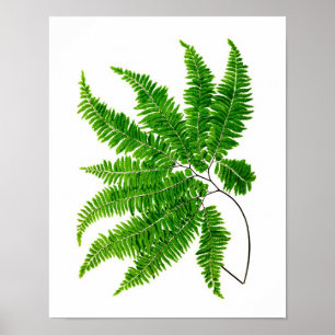 Antique Fern Impressão n.o 5 Natureza Verde Arte B