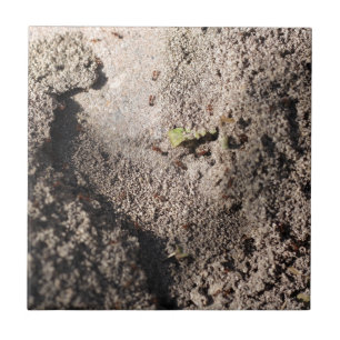 Ants Go Marching