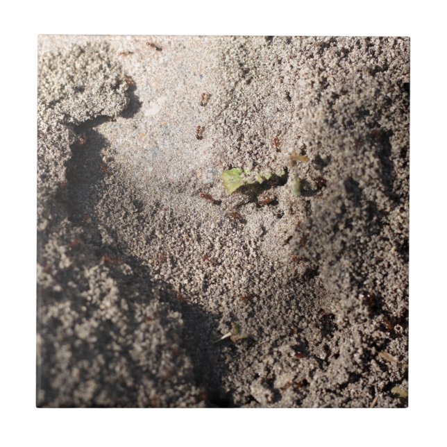 Ants Go Marching (Frente)