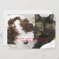 Adoção de Pet Cat, Nome, Foto,