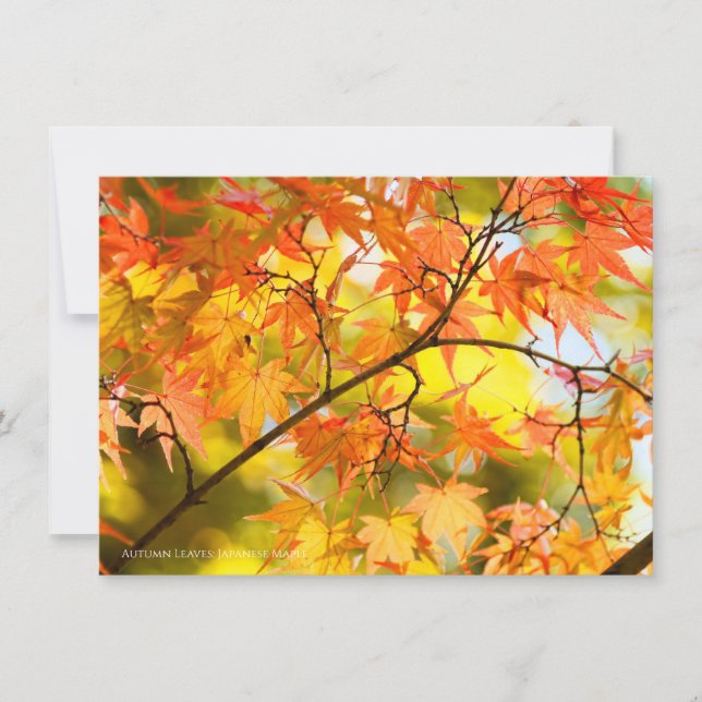 Anúncio Autumn Leaves [Flat Card] (Frente)