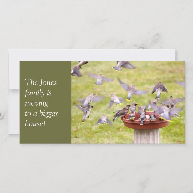 Anúncio Bando Louco de Cedar Waxwings (Frente)