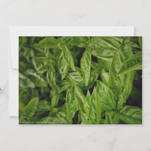 Anúncio Basil Fine Art