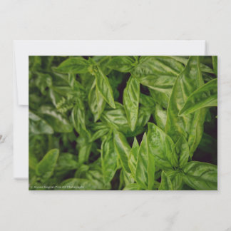 Anúncio Basil Fine Art